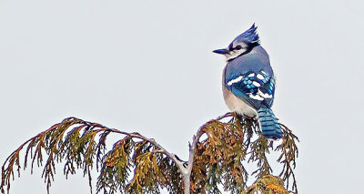 Blue Jay Atop A Pine P1250176