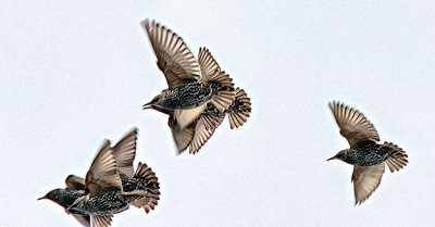 Starlings In Flight DSCN01691