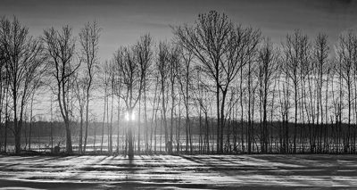Tree Row Sunrise Shadows P1180150-6BW