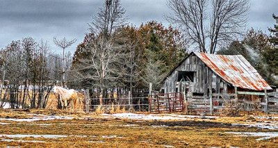 Horse & Little Rustic Barn P1180365-7