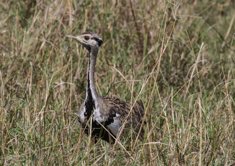 Black-bellied Bustard_3651