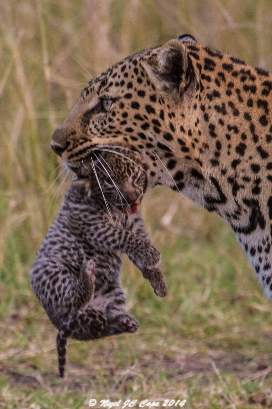 Leopard moving cubs_5479