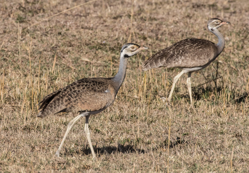 Blackbellied bustard 6317