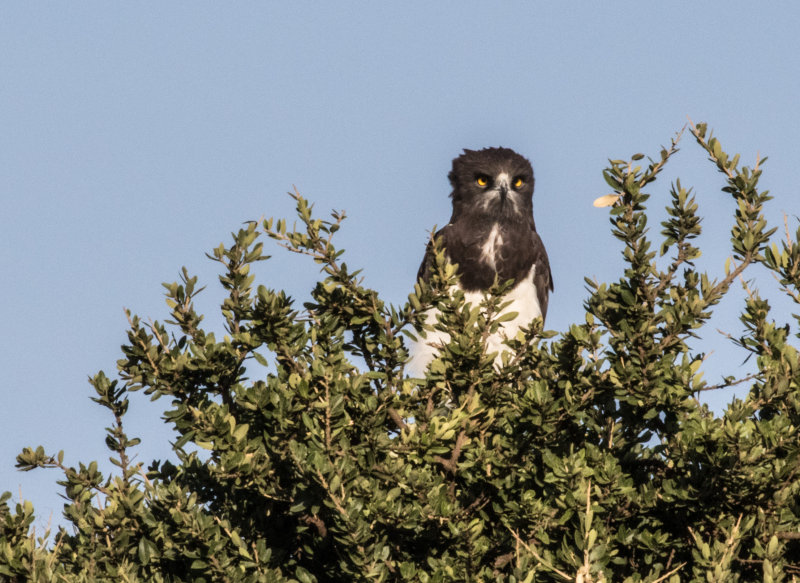 Black-chested snake eagle 499