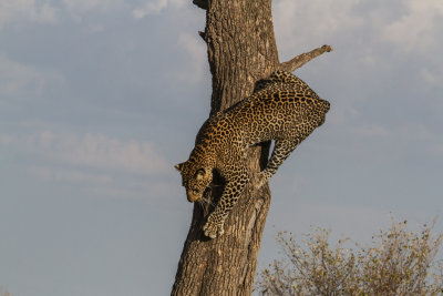 Leopard_3539