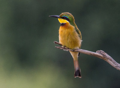 Little Bee-eater_3611