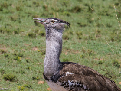 Kori bustard_3705