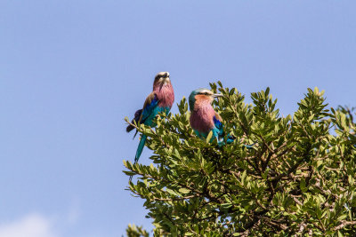 Lilac breasted roller_3750