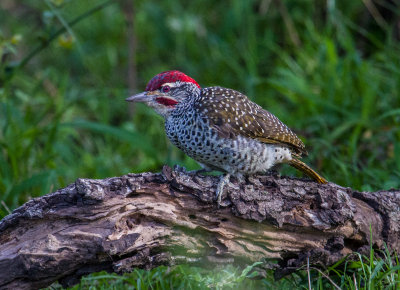 Nubian Woodpecker_4216