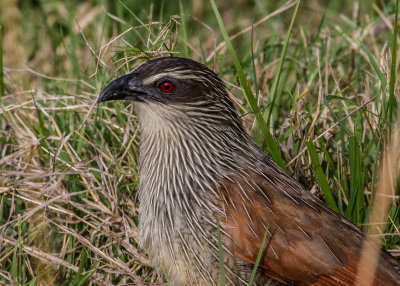 White-browed Coucal_4231