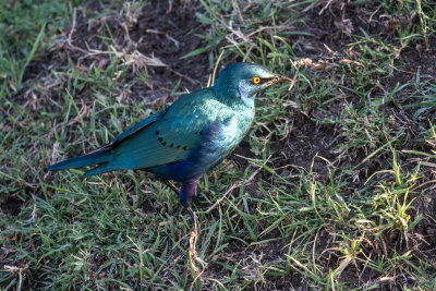 Greater Blue-Eared Starling_4265