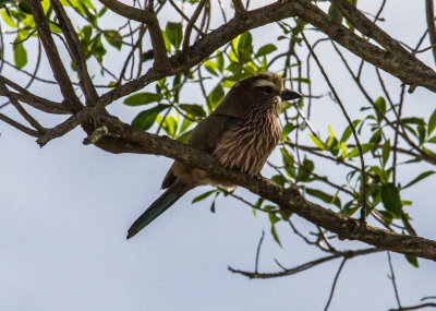 Rufous-crowned Roller_4345