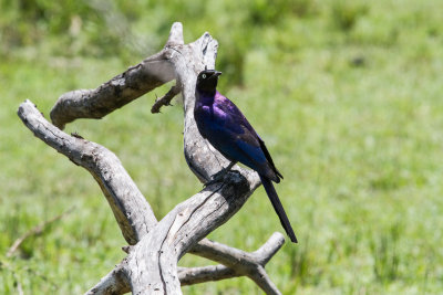 Ruppell's longtailed Starling_4425
