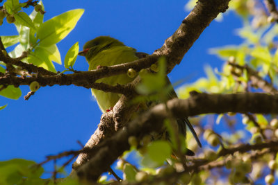 Green Pigeon_4465