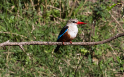 Grey-headed Kingfisher_4482