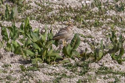 Stone curlew_4520