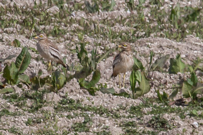 Stone curlew_4523