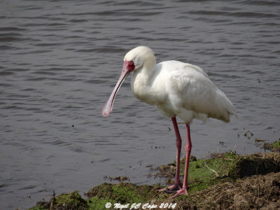 AfricanSpoonbill 0323