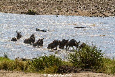 Wildebeest migration_4779