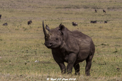 Black rhino_4825