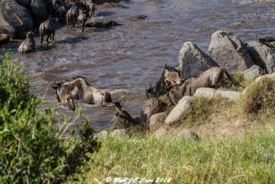 Wildebeest migration_4843