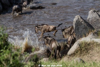 Wildebeest migration_4848