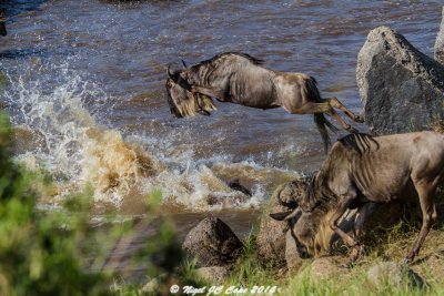 Wildebeest migration_4868