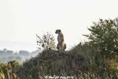 Cheetah_4874