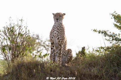 Cheetah_4905