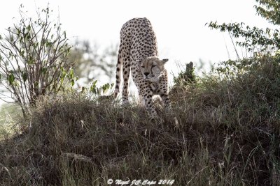 Cheetah_4911
