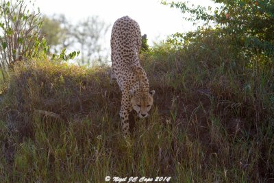 Cheetah_4922