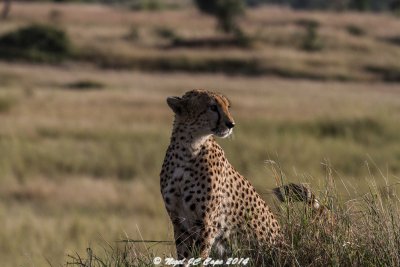 Cheetah_4946