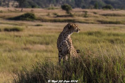 Cheetah_4950
