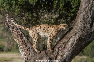 Cheetah_5035