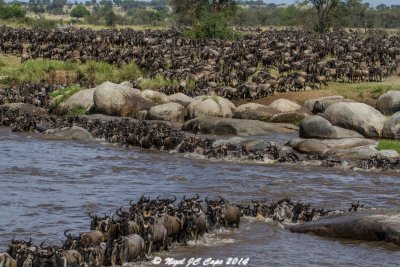 Wildebeest migration_5109