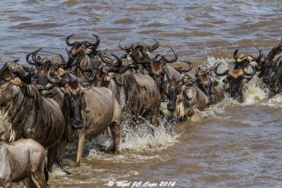 Wildebeest migration_5111