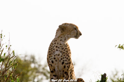 Cheetah_4899