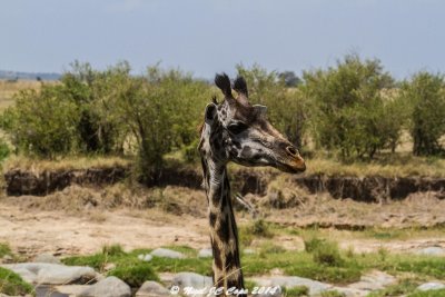 Giraffe_5062