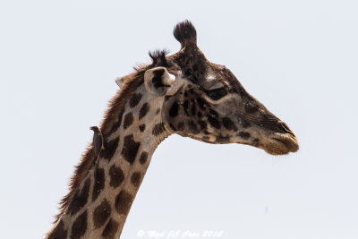 Giraffe_5063