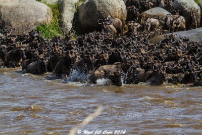 Wildebeest migration_5080