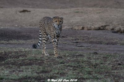 Cheetah_5239