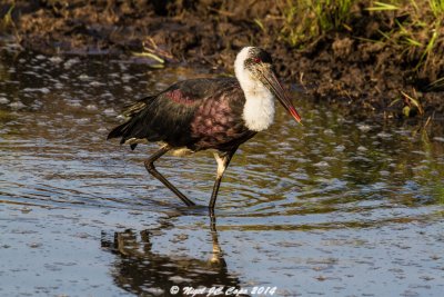 Woolly necked stork_5260