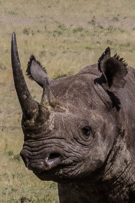 black rhino 272