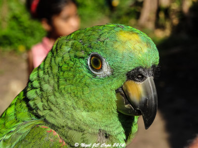 Yellow-crowned Parrot 0518