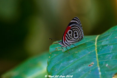 88 butterfly_5840