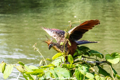 Hoatzin_5884