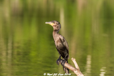 Neotropic cormorant_5948