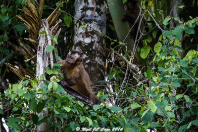 Brown capuchin_5955