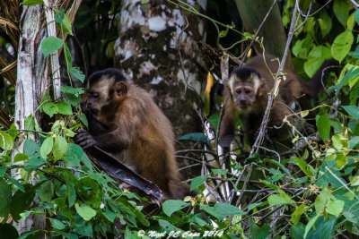 Brown capuchin_5958.jpg