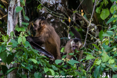 Brown capuchin_5962